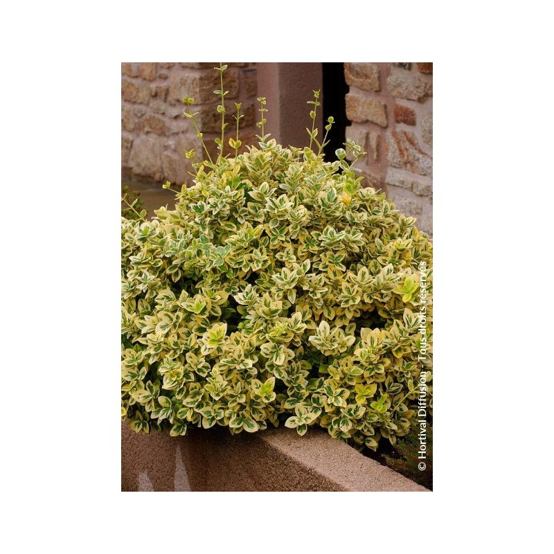 EUONYMUS fortunei 'EMERALD'N GOLD'