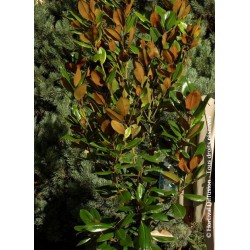 MAGNOLIA grandiflora 'FRANCOIS TREYVE'