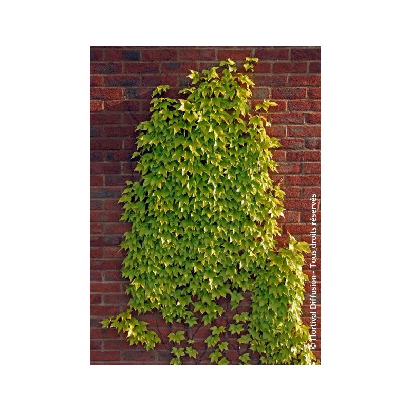 PARTHENOCISSUS tricuspidata 'FENWAY PARK'