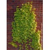 PARTHENOCISSUS tricuspidata 'FENWAY PARK'