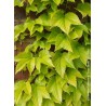 PARTHENOCISSUS tricuspidata 'FENWAY PARK'