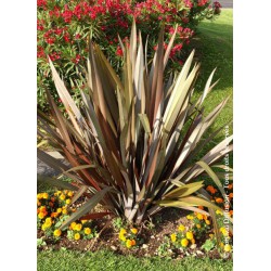 PHORMIUM tenax 'ATROPURPUREUM'