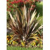 PHORMIUM tenax 'ATROPURPUREUM'