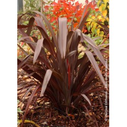 PHORMIUM tenax 'ATROPURPUREUM'