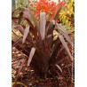 PHORMIUM tenax 'ATROPURPUREUM'