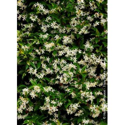 TRACHELOSPERMUM jasminoides