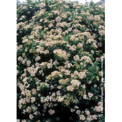 Viburnum tinus