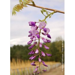 WISTERIA 'CAROLINE'