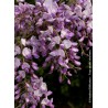 WISTERIA 'CAROLINE'