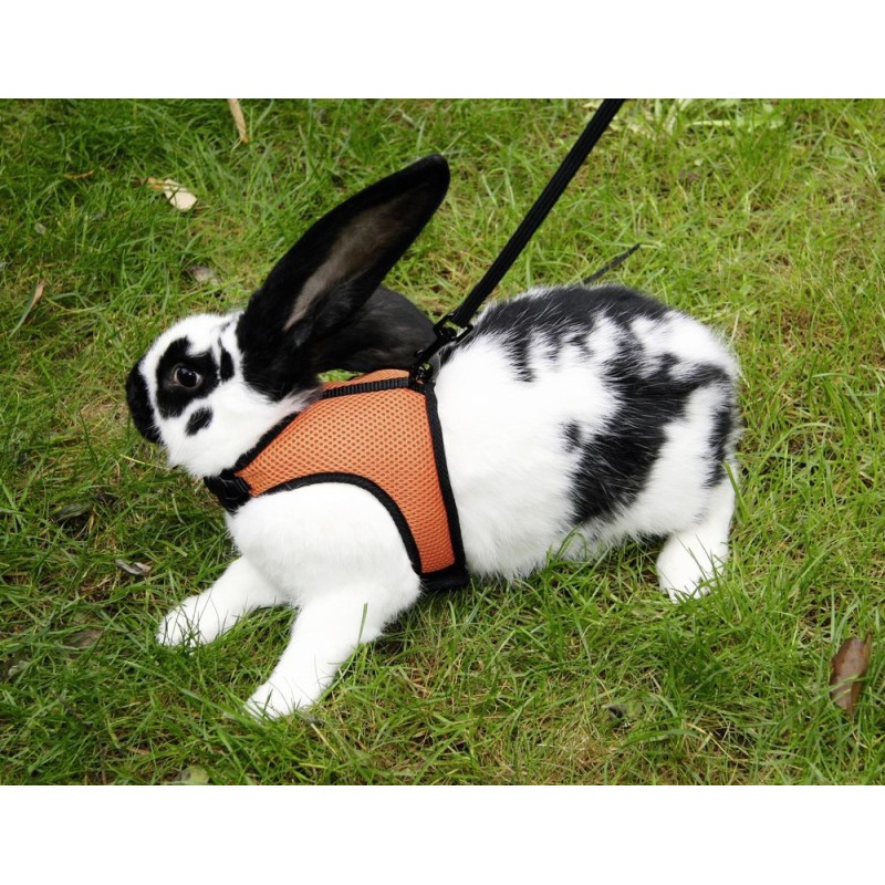 Harnais agility pour lapin ou cochon d'indes Harnais agility pour lapin ou cochon d'indes