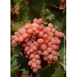 VITIS vinifera 'Katharina'