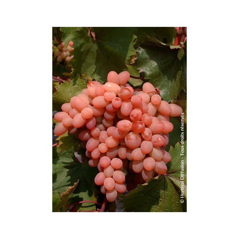 VITIS vinifera 'Katharina'