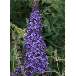 BUDDLEJA davidii REVE DE...