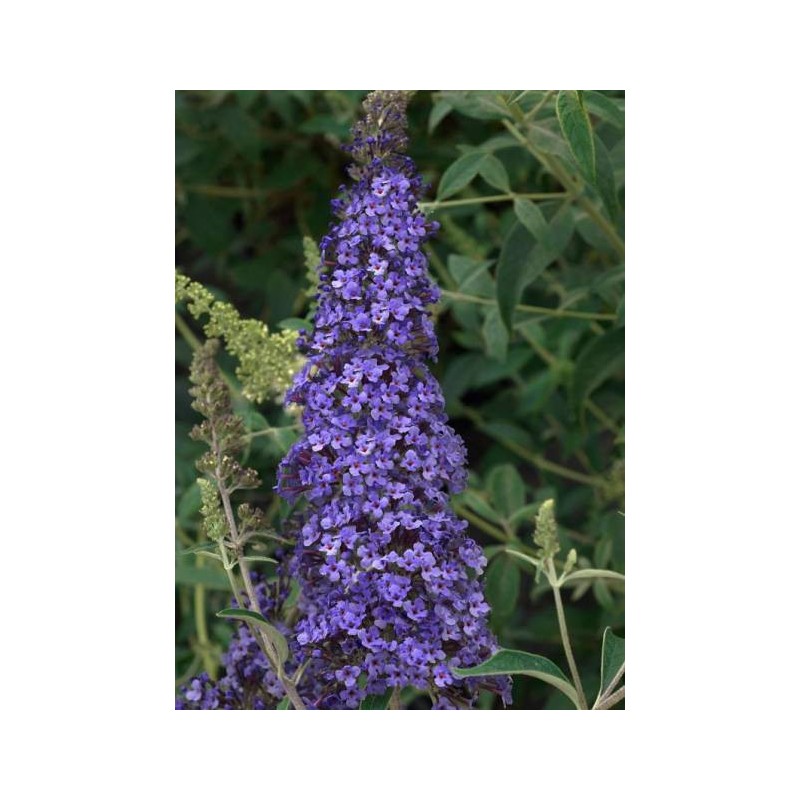 BUDDLEJA davidii REVE DE PAPILLON (R) BLUE 'Minpap4'