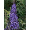 BUDDLEJA davidii REVE DE PAPILLON (R) BLUE 'Minpap4'