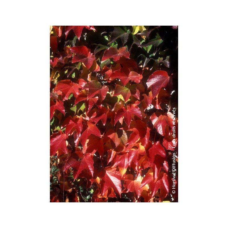 PARTHENOCISSUS tricuspidata 'ROBUSTA'