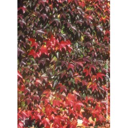 PARTHENOCISSUS tricuspidata 'ROBUSTA'