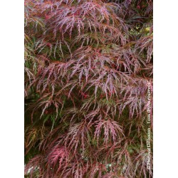 Erable du Japon pourpre - ACER palmatum var.dissectum 'GARNET'