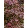 Erable du Japon pourpre - ACER palmatum var.dissectum 'GARNET'