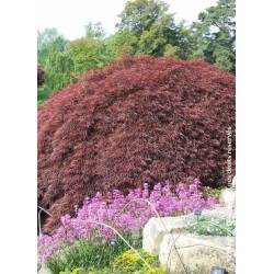 Erable du Japon pourpre - ACER palmatum var.dissectum 'GARNET'