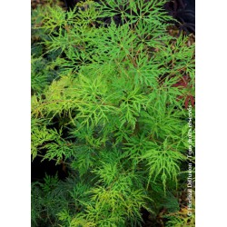 Erable du Japon - ACER palmatum var.dissectum 'EMERALD LACE'