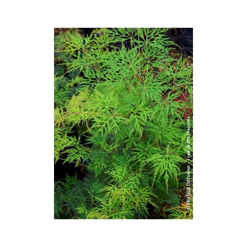 Erable du Japon - ACER palmatum var.dissectum 'EMERALD LACE'