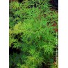 Erable du Japon - ACER palmatum var.dissectum 'EMERALD LACE'