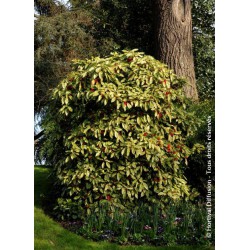  Aucuba à feuilles de croton - AUCUBA japonica 'CROTONIFOLIA'