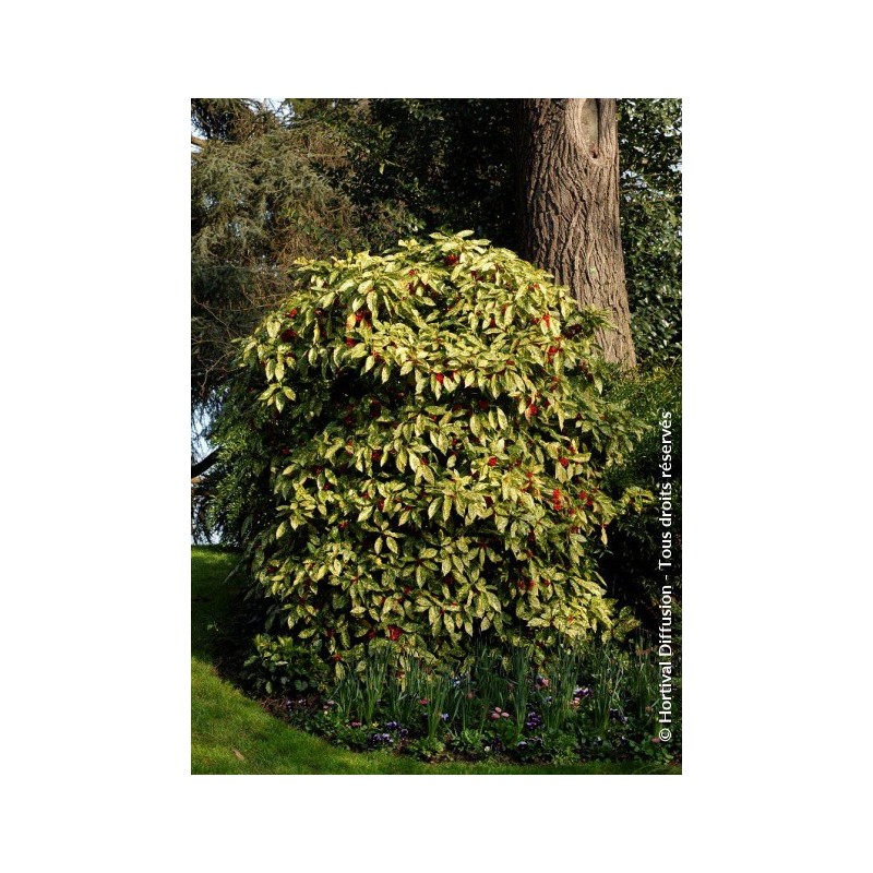  Aucuba à feuilles de croton - AUCUBA japonica 'CROTONIFOLIA'