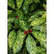  Aucuba à feuilles de croton - AUCUBA japonica 'CROTONIFOLIA'