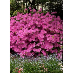  Azalée japonaise Amoena - AZALEA japonica 'AMOENA'