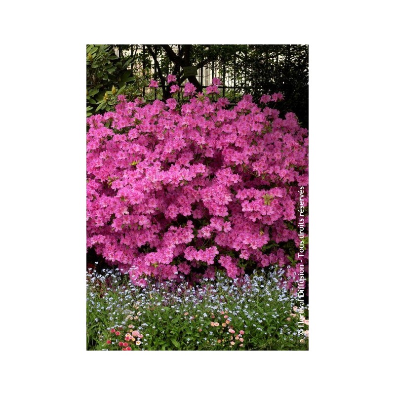  Azalée japonaise Amoena - AZALEA japonica 'AMOENA'