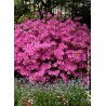  Azalée japonaise Amoena - AZALEA japonica 'AMOENA'