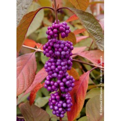 Callicarpa de Bodinier...