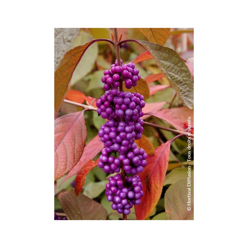 Callicarpa de Bodinier IMPERIAL PEARL®