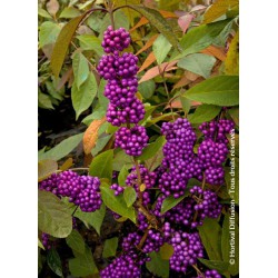 Callicarpa de Bodinier IMPERIAL PEARL®