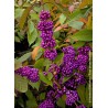 Callicarpa de Bodinier IMPERIAL PEARL®