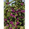 Callicarpa de Bodinier IMPERIAL PEARL®