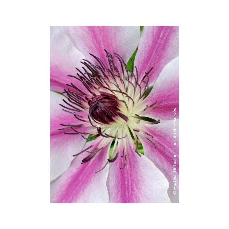 Clématite "Nelly Moser" - CLEMATIS lanuginosa 'NELLY MOSER'