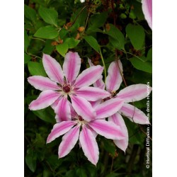 Clématite "Nelly Moser" - CLEMATIS lanuginosa 'NELLY MOSER'