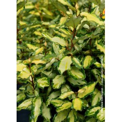 Chalef hybride MARYLINE® - ELAEAGNUS x ebbingei MARYLINE (R) 'Abrela' 