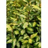 Chalef hybride MARYLINE® - ELAEAGNUS x ebbingei MARYLINE (R) 'Abrela' 