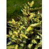 Chalef hybride MARYLINE® - ELAEAGNUS x ebbingei MARYLINE (R) 'Abrela' 