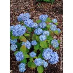  Hortensia ENDLESS SUMMER®...