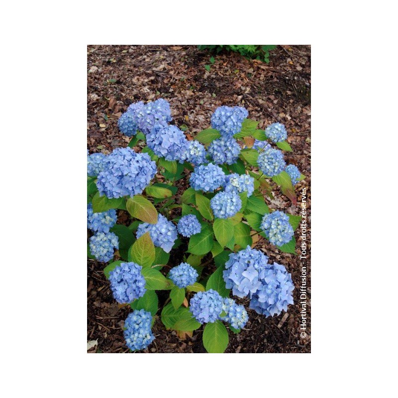  Hortensia ENDLESS SUMMER® The Original bleu 