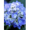  Hortensia ENDLESS SUMMER® The Original bleu 