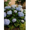  Hortensia ENDLESS SUMMER® The Original bleu 