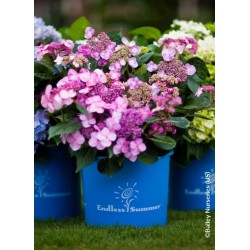  Hortensia ENDLESS SUMMER®...