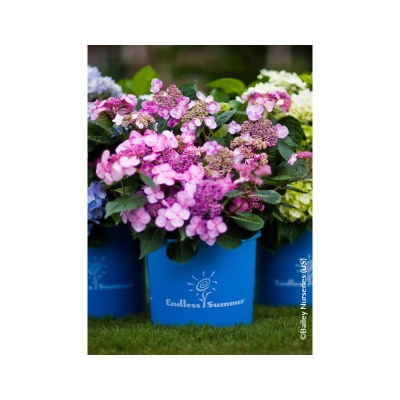  Hortensia ENDLESS SUMMER® Twist'n Shout (Rose) 