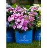  Hortensia ENDLESS SUMMER® Twist'n Shout (Rose) 